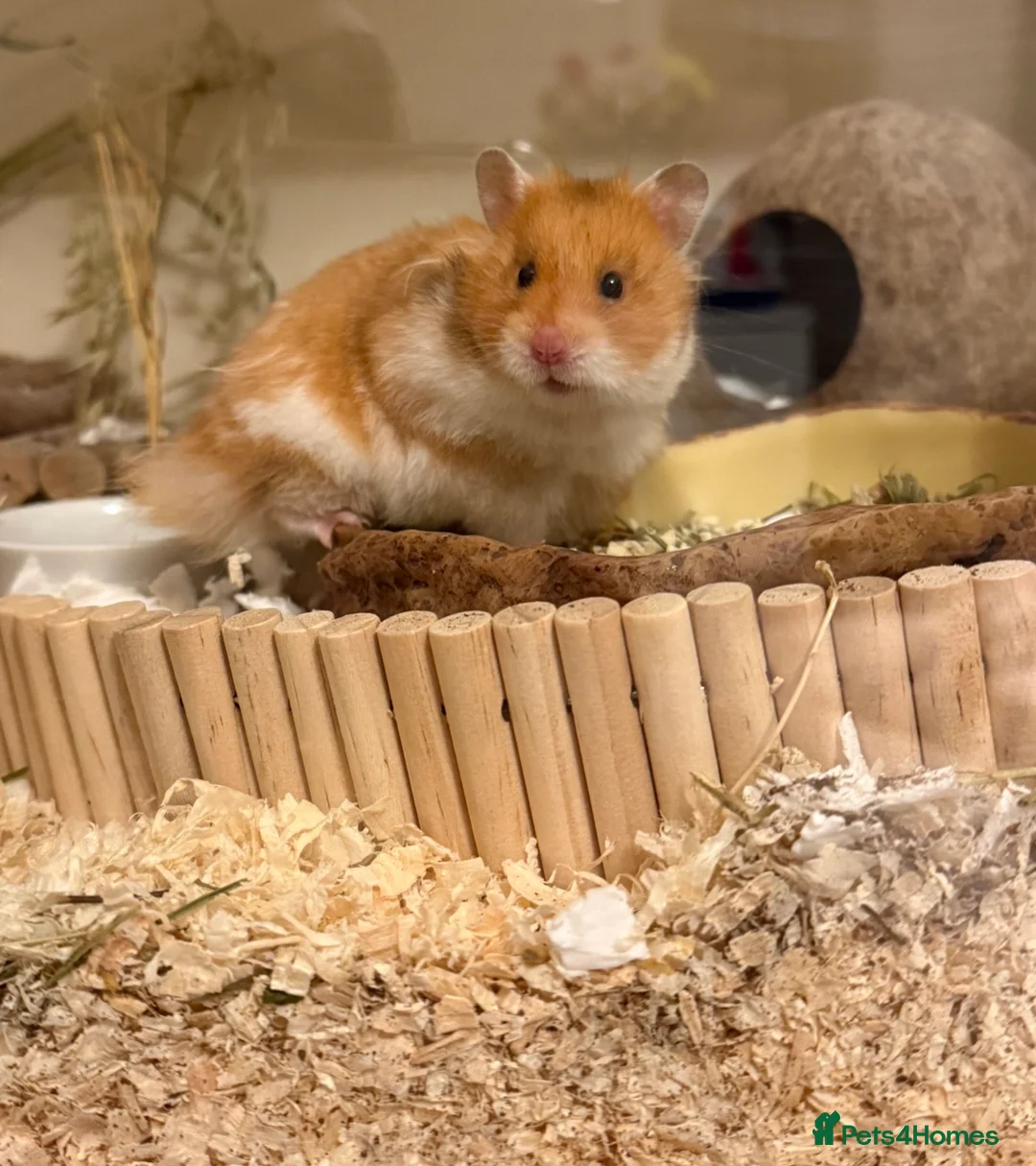 Hamster rodents for sale: Syrian Hamster in Melton Mowbray - Advert 1