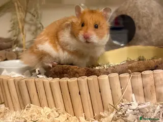 Hamster rodents Syrian Hamster - Advert 4