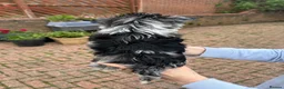 Biewer Terrier dogs for sale: Rare coloured Biewer Terriers - Advert 9