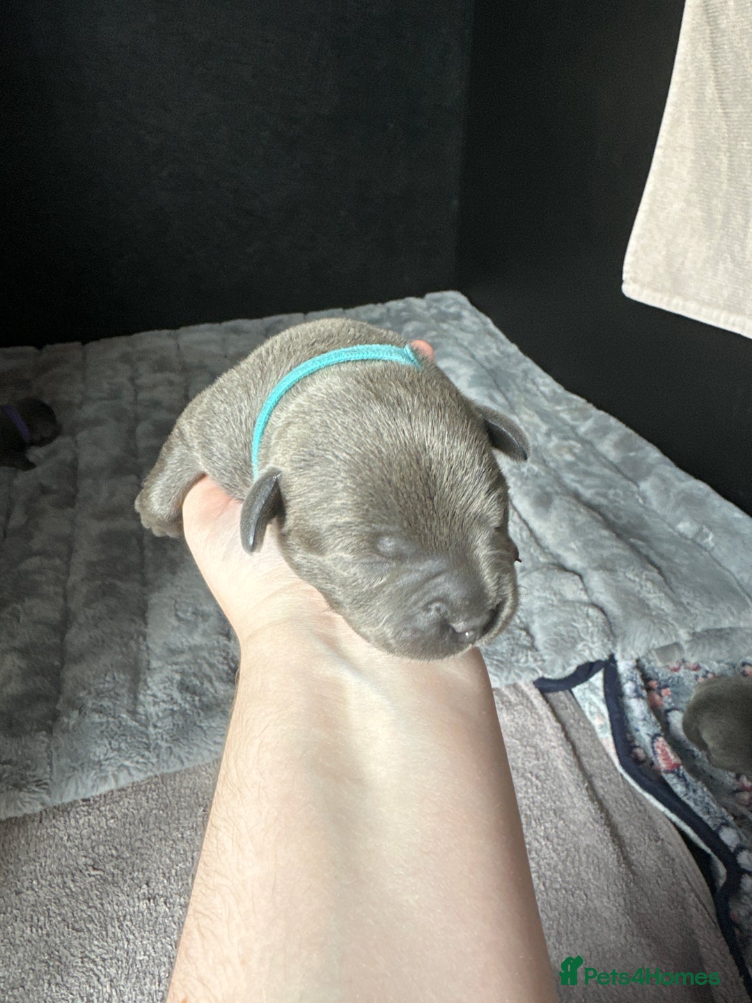 Staffordshire Bull Terrier dogs for sale: Quality Blue Staffies - Image 12