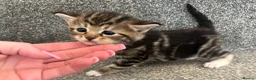 Mixed Breed cats for sale: Beautiful kittens for sale  - Advert 2