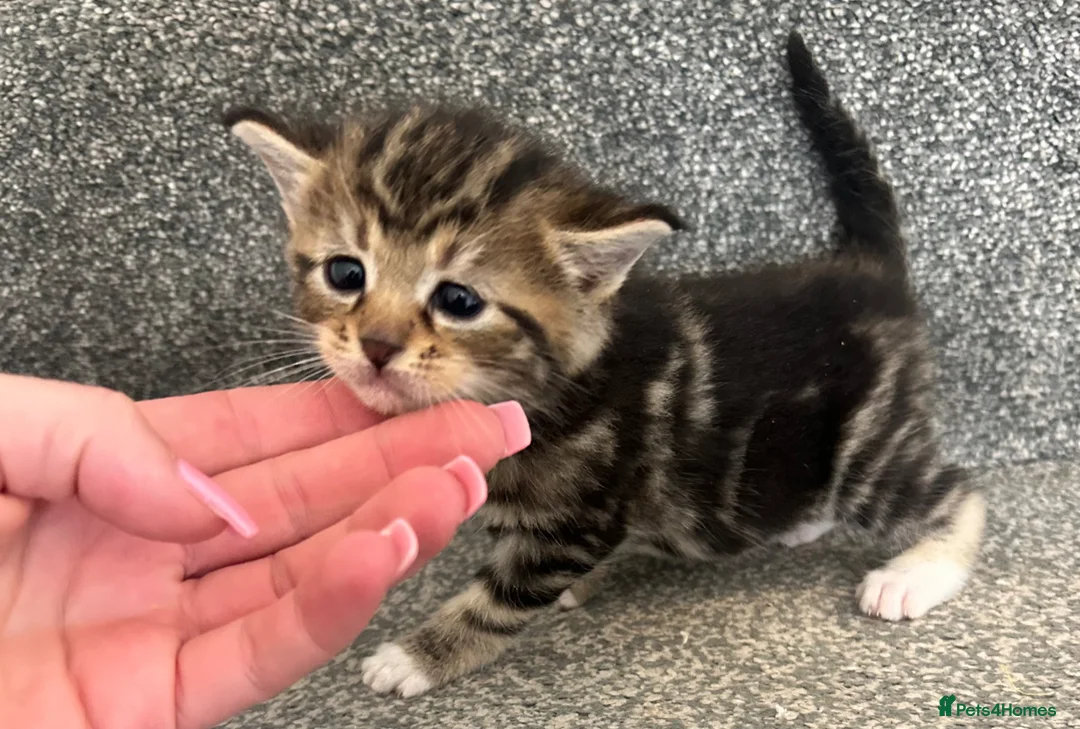 Mixed Breed cats for sale: Beautiful kittens for sale  - Advert 2