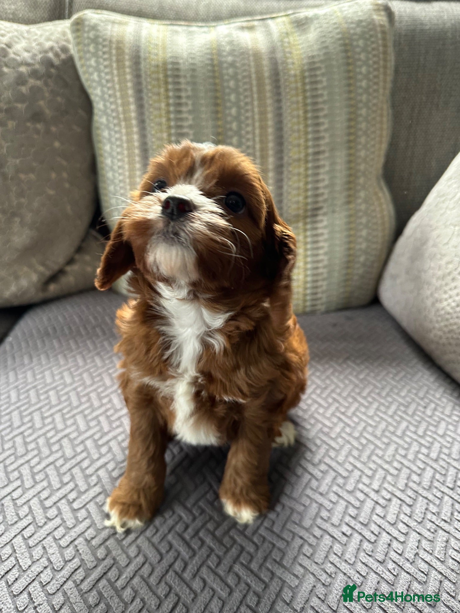 Cavapoo dogs Cavapoo f1 fully health tested, mum and dad here - Advert 1