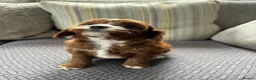 Cavapoo dogs for sale: Cavapoo f1 fully health tested, mum and dad here - Advert 5