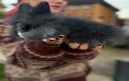 Mini Lion Lop rabbits for sale: Bunny’s !! - Image 4