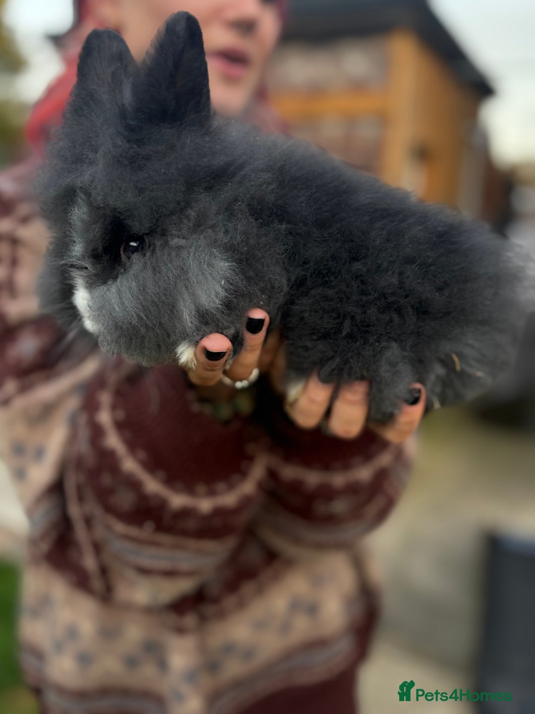 Mini Lion Lop rabbits for sale: Bunny’s !! - Image 4