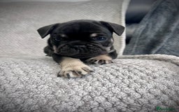 French Bulldog dogs for sale: Ready now!!! - Image 11