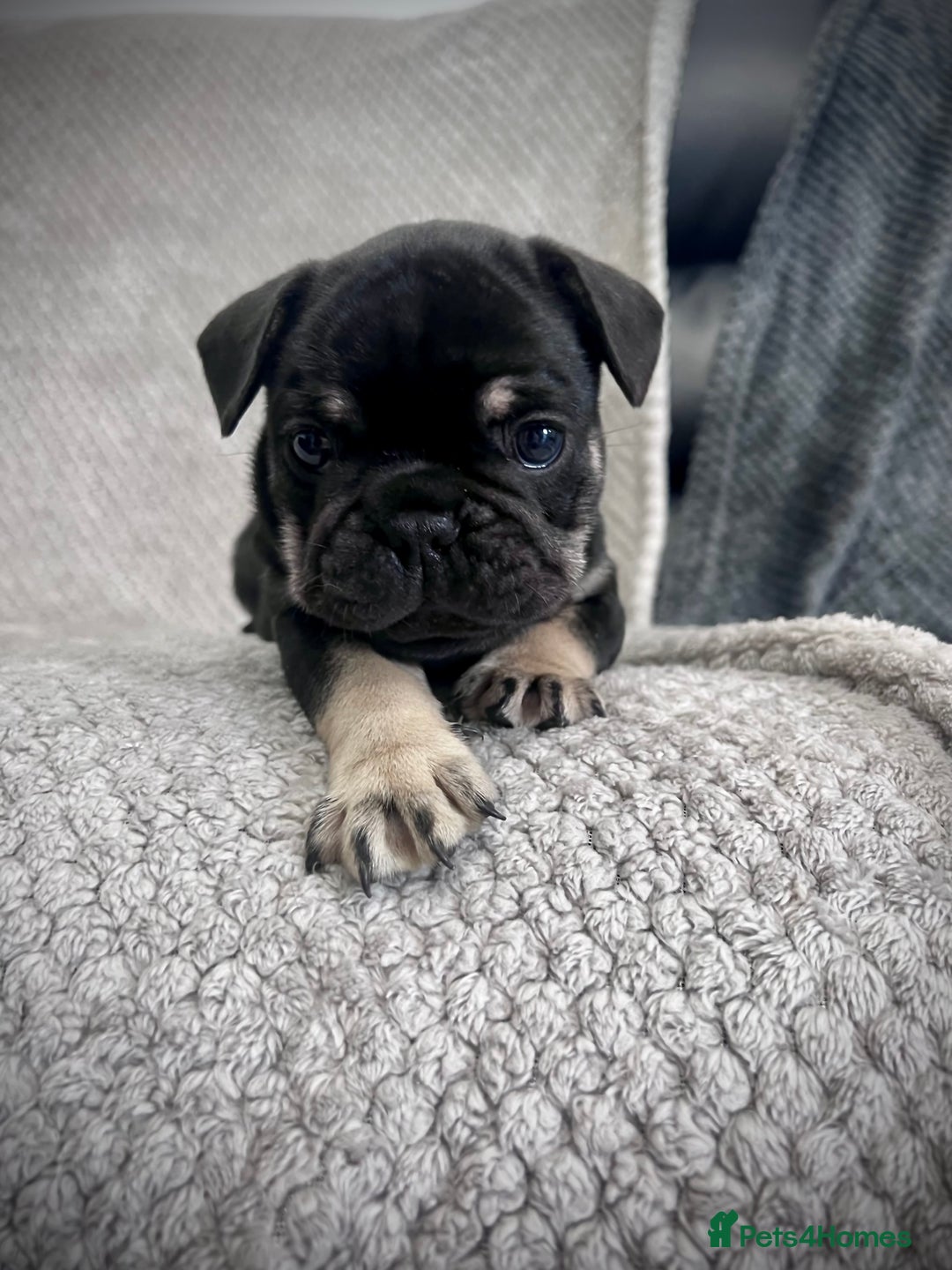 French Bulldog dogs for sale: Ready now!!! - Image 11