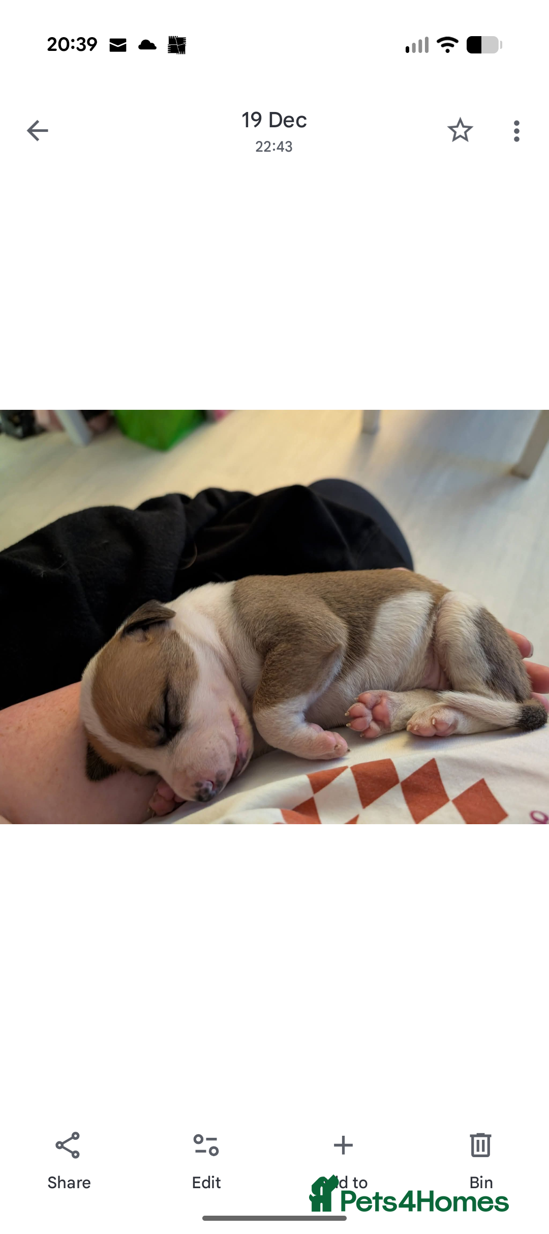 Mixed Breed dogs for sale: Staffy X pups  - Advert 12