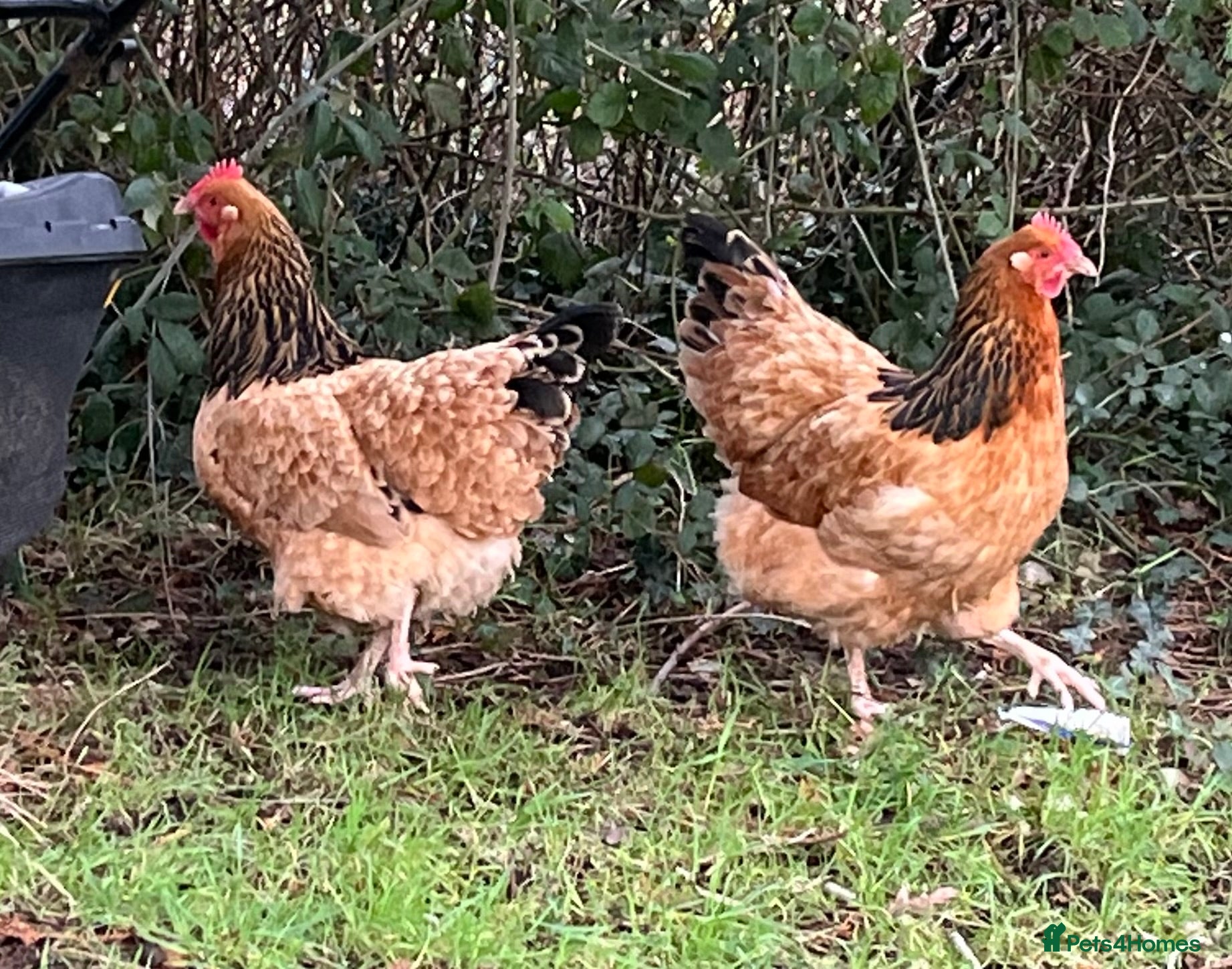 Chickens poultry Beautiful Buff Sussex Hens  - Advert 8