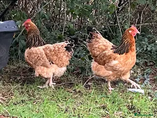 Chickens poultry Beautiful Buff Sussex Hens - Advert 8