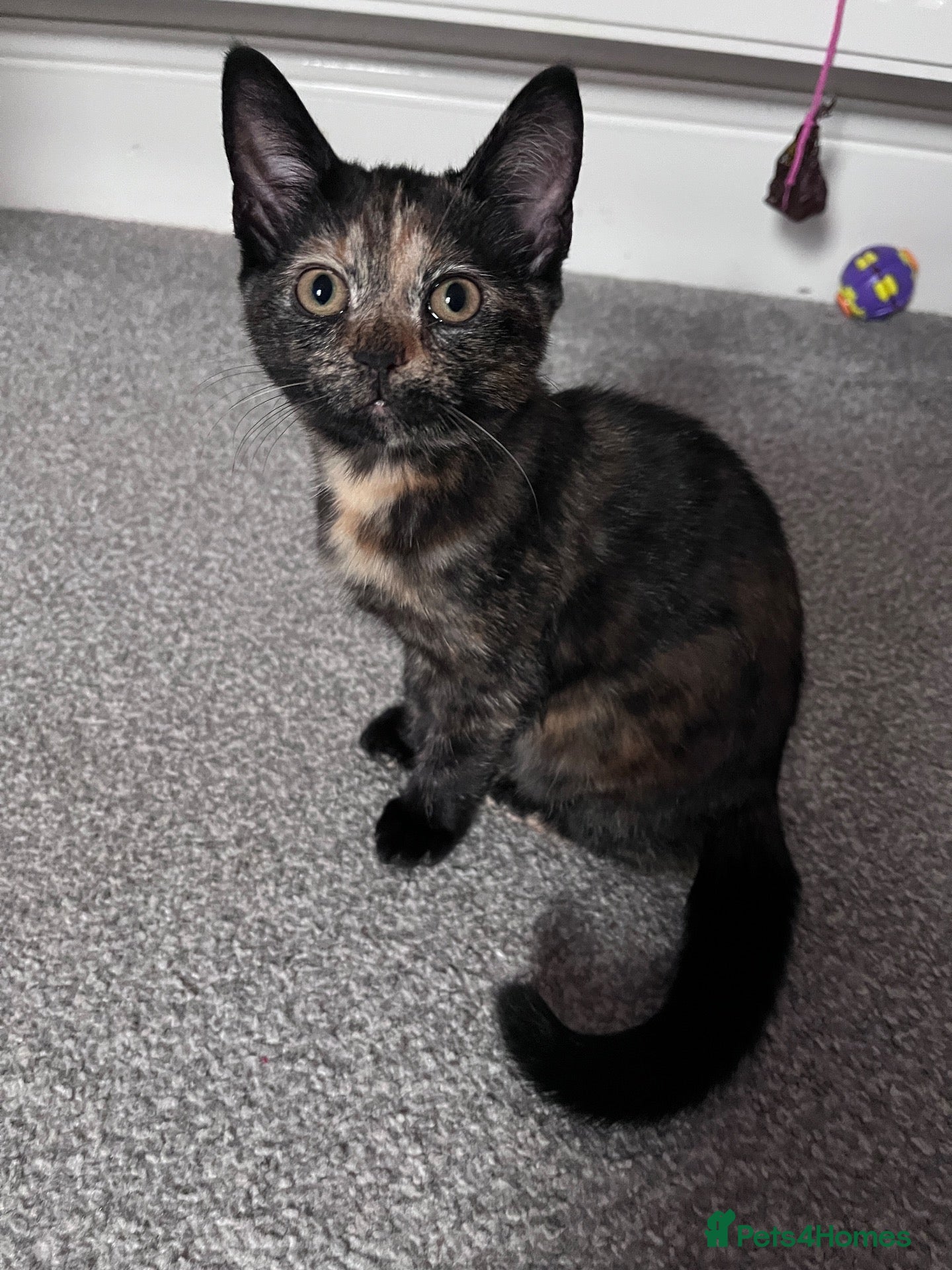Mixed Breed cats Mix Scottish fold/straight ears. - Advert 3