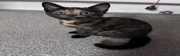 Mixed Breed cats for sale: Mix Scottish fold/straight ears. - Advert 1