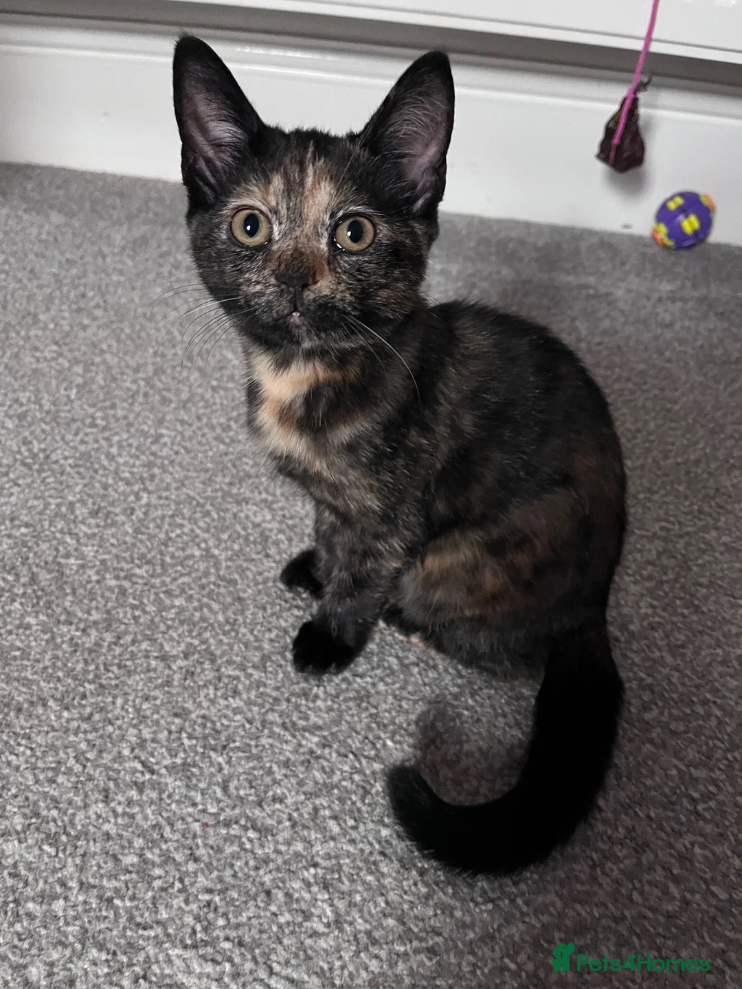 Mixed Breed cats for sale: Mix Scottish fold/straight ears. - Advert 1