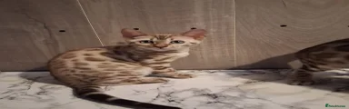 Bengal 2