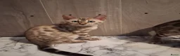 Bengal cats for sale: Bengal Kittens  - Advert 8
