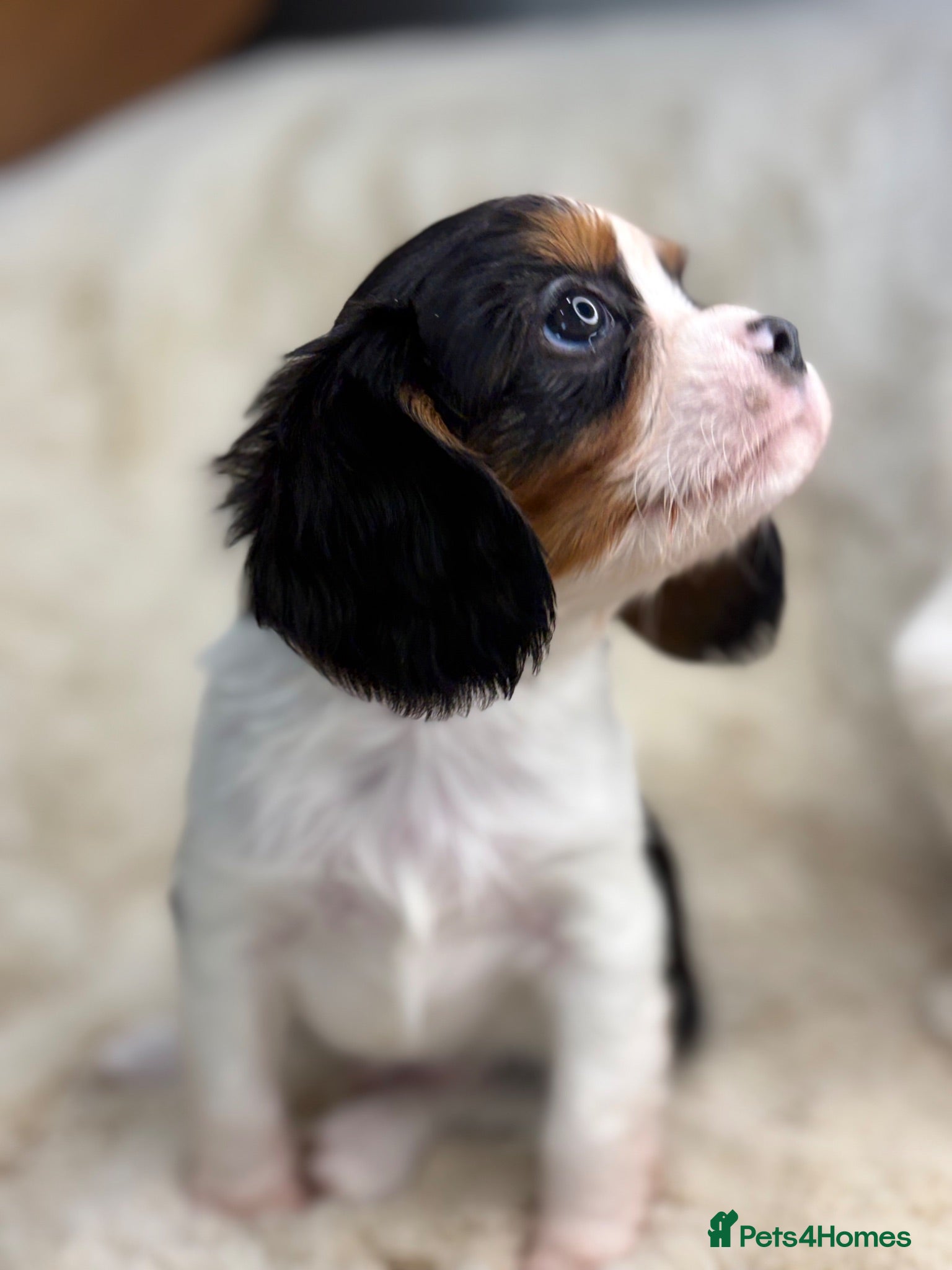 Cavalier King Charles Spaniel dogs Health tested cavalier pups  - Advert 1