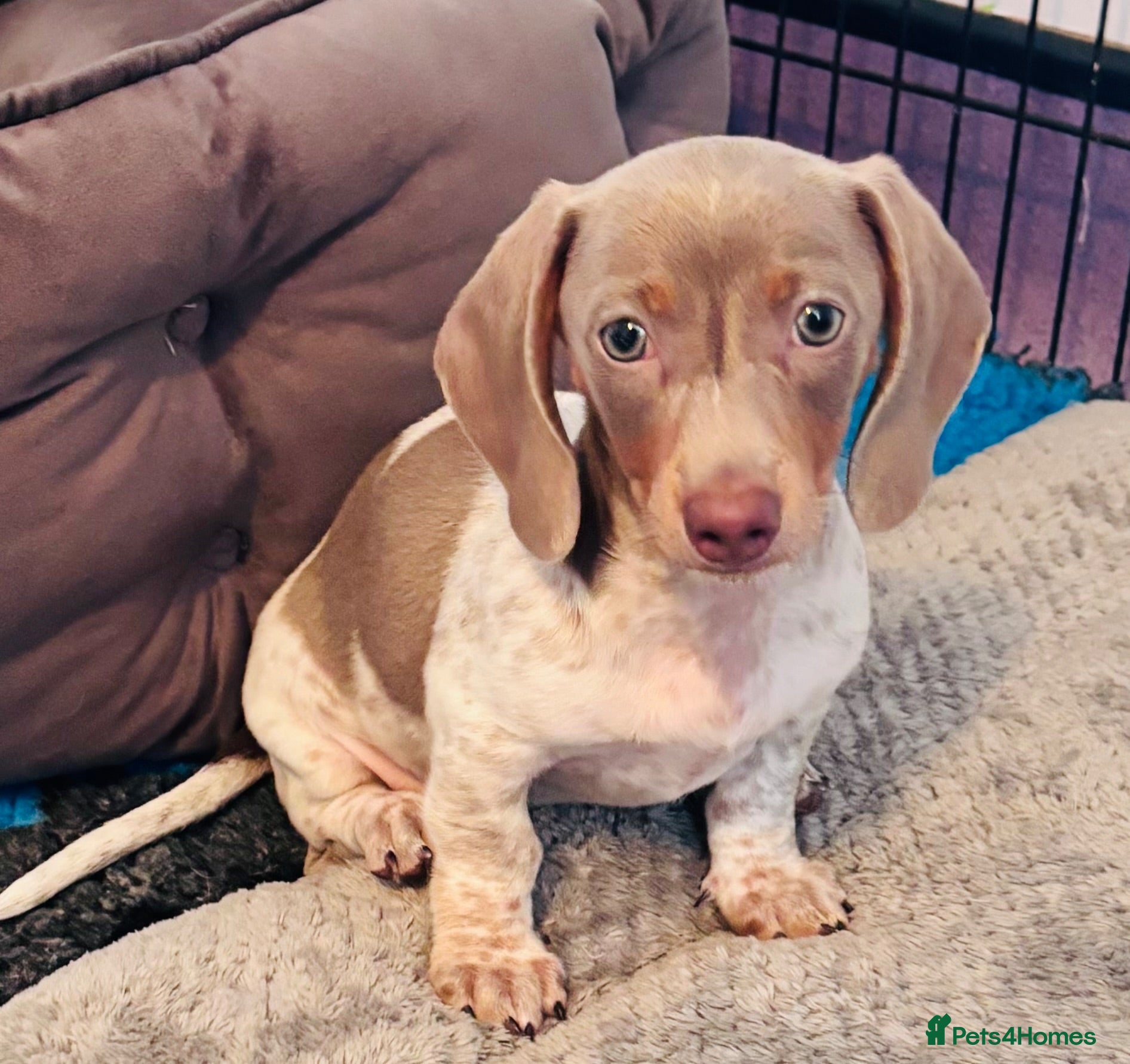 Miniature Dachshund dogs Beautiful short coat dachshund puppies  - Advert 16
