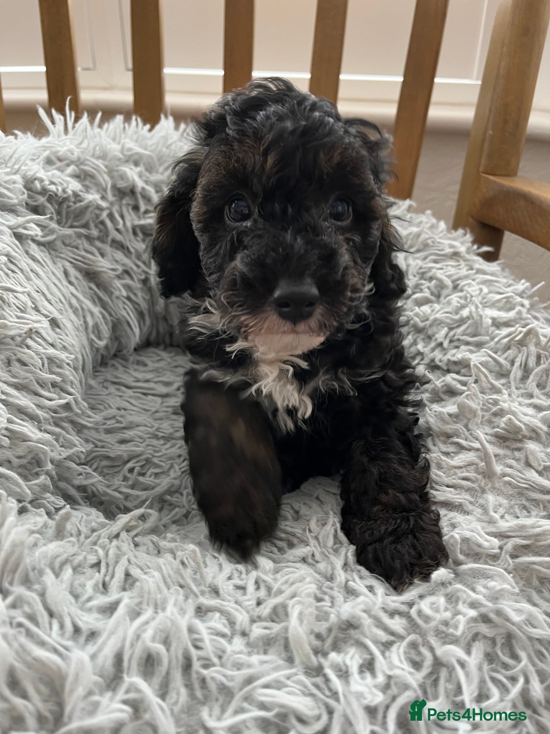 Toy Poodle dogs for sale: Toy Poodle Puppies  - Image 4
