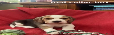 Red collar boy