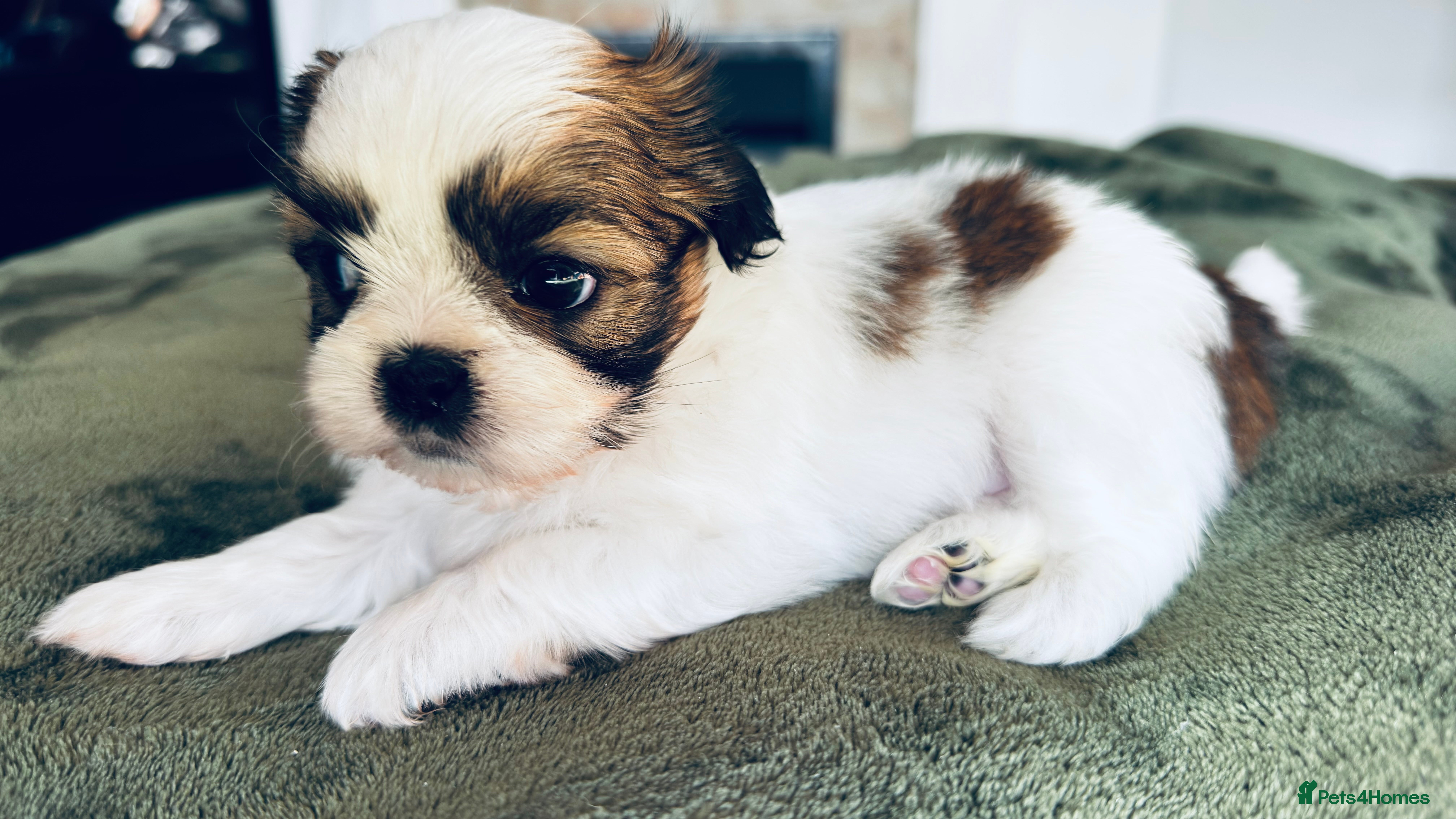 Shih Tzu dogs 🐾 Beautiful Pure Shih Tzu Puppies Ready Soon 🐾 - Advert 2