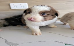 Australian Shepherd dogs for sale: Australian Shepherd puppies for sale  - Image 7