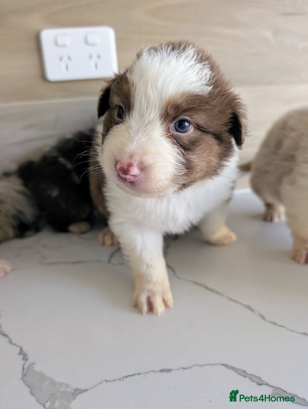 Australian Shepherd dogs for sale: Australian Shepherd puppies for sale  - Image 7