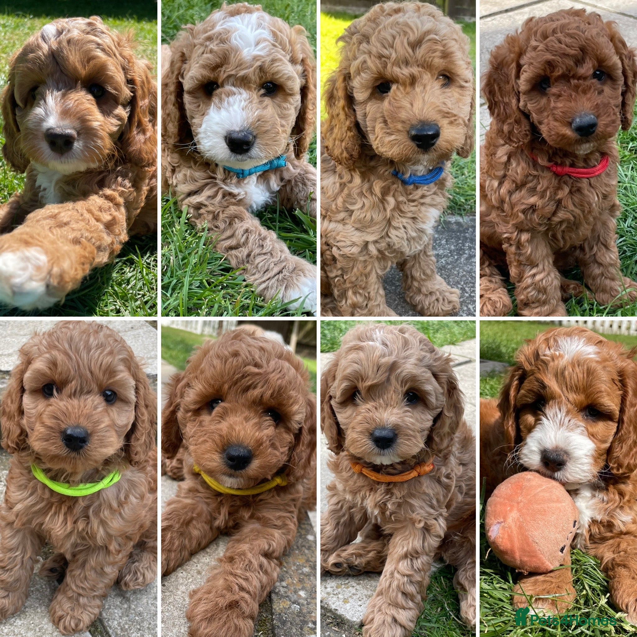 Cockapoo dogs Ready Wednesday! Cockapoo Puppies 🐾 - Advert 18