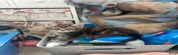 Mixed Breed cats for sale: 3 stunning boy kittens for sale.  - Advert 4