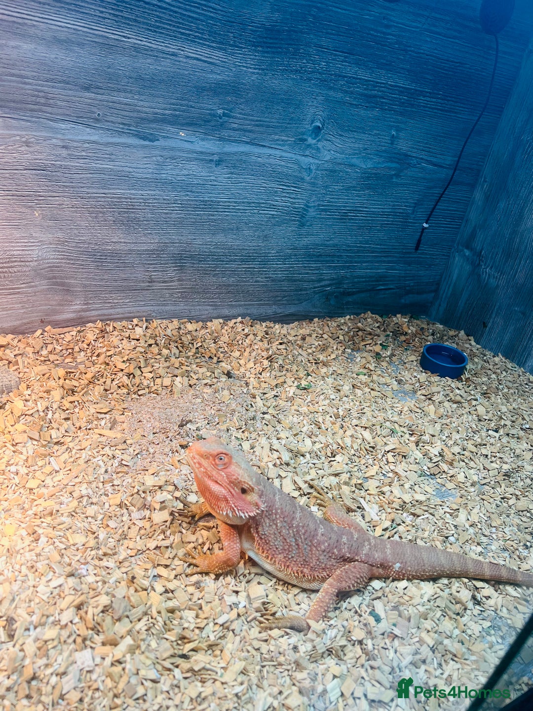 Bearded Dragon reptiles for sale: Red bearded dragon  - Advert 5