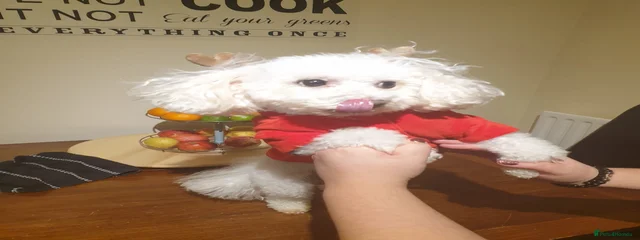 Casper