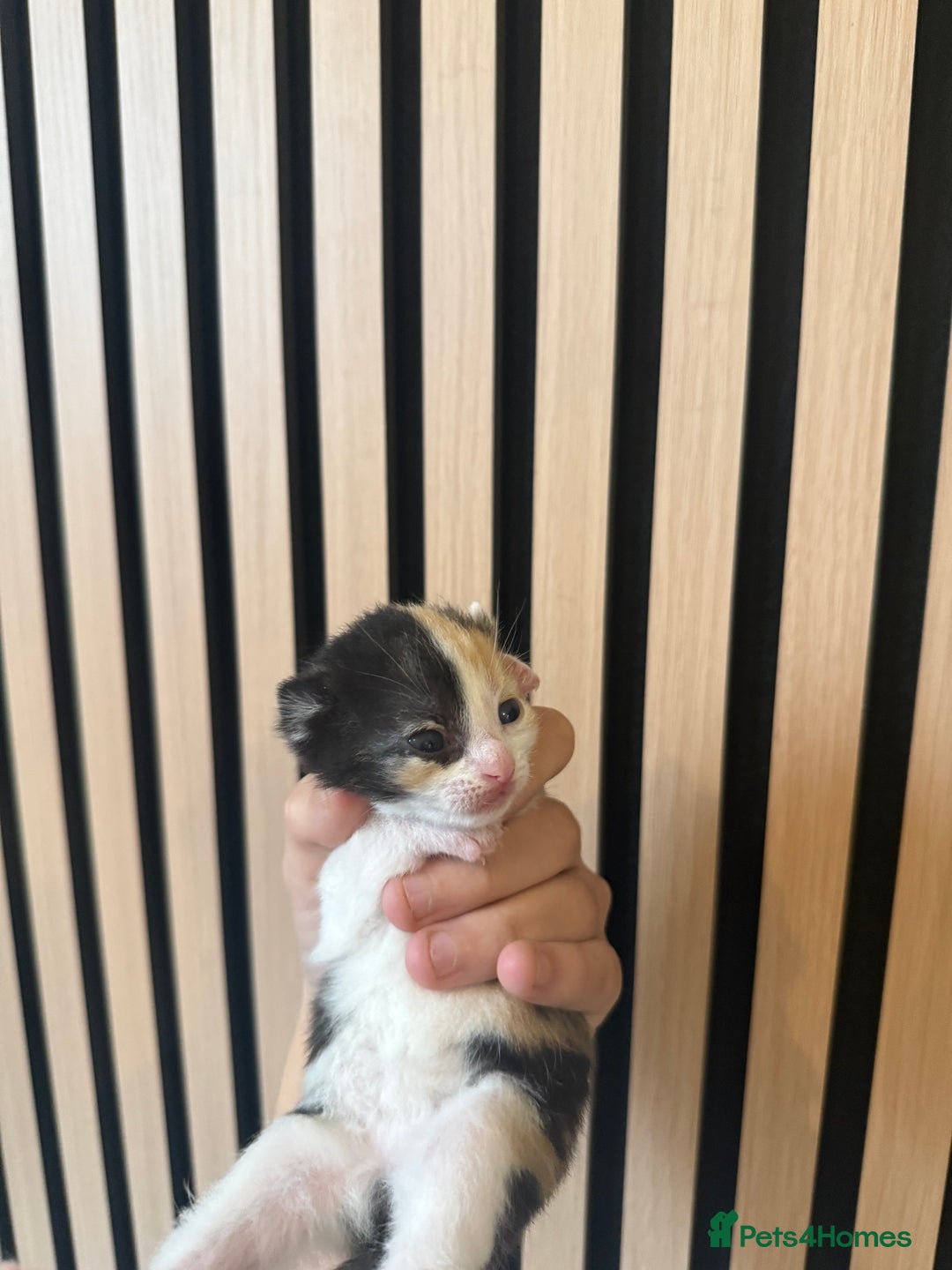 Mixed Breed cats for sale: Beautiful tabby mixed calico cross Persian kitten  - Image 7