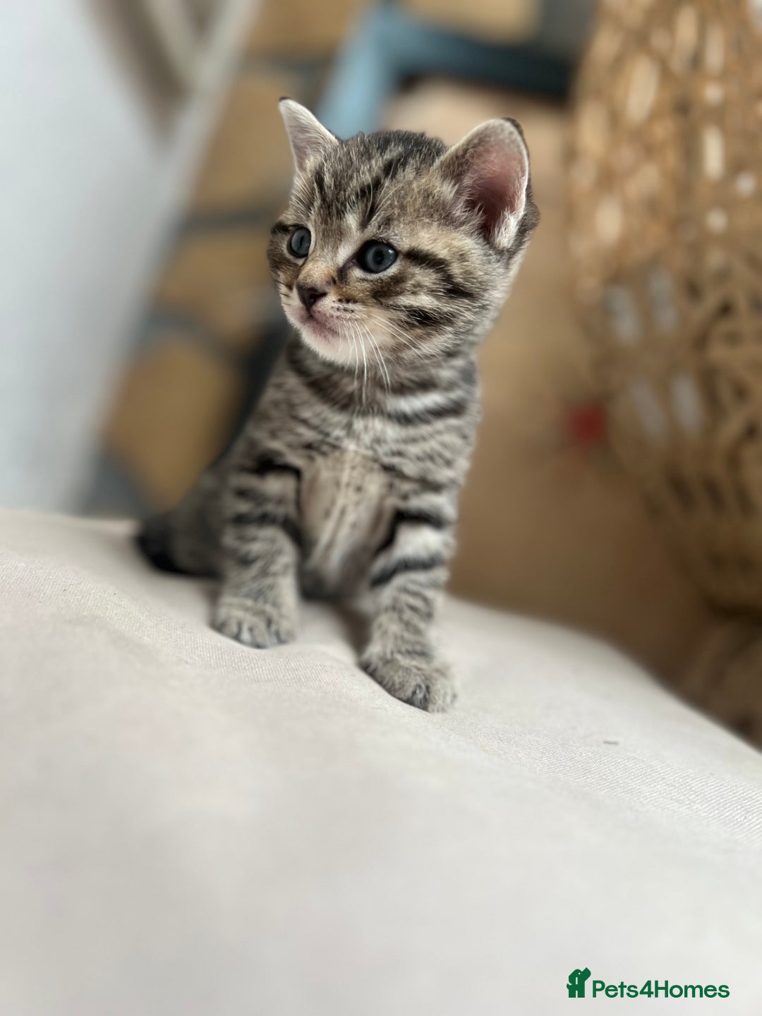British Shorthair cats for sale: 4 kittens  - Image 18