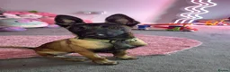 Belgian Shepherd Dog dogs for sale: Shadow to find the best home only - Advert 1
