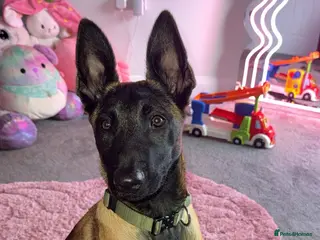 Belgian Shepherd Dog dogs Shadow to find the best home only - Advert 13