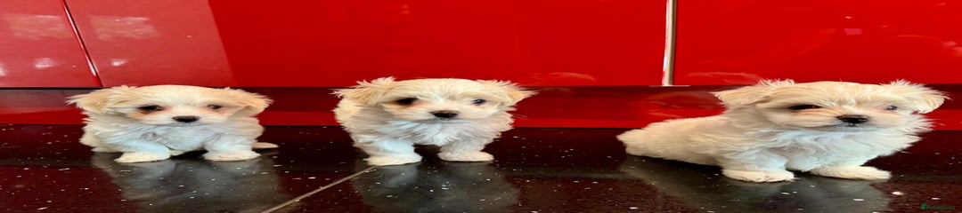 Maltese Puppy 1