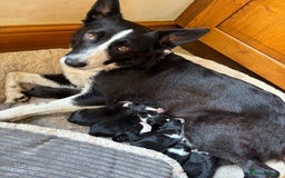 Border Collie dogs for sale: Working Border Collie Puppies - Image 7