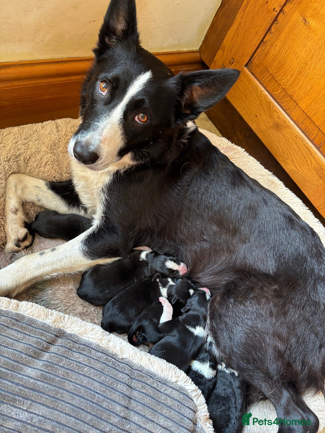 Border Collie dogs for sale: Working Border Collie Puppies - Image 7