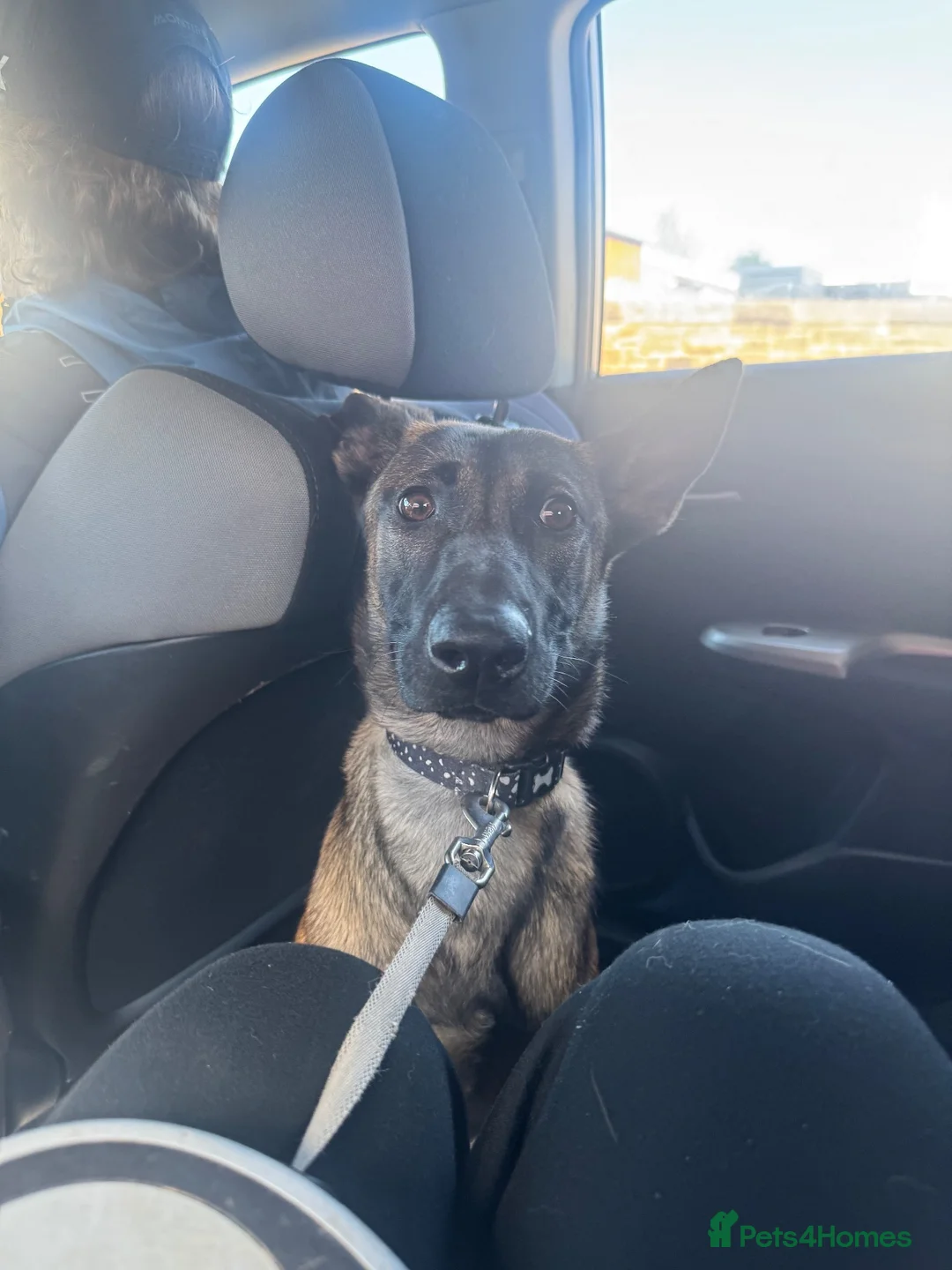 Belgian Shepherd Dog dogs for sale: 9 month old belgium malinois - Advert 2