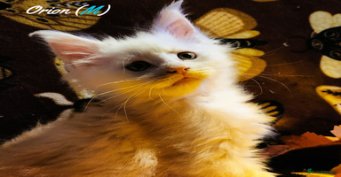 Maine Coon cats TICA Registered Kittens for Sale  - Advert 8