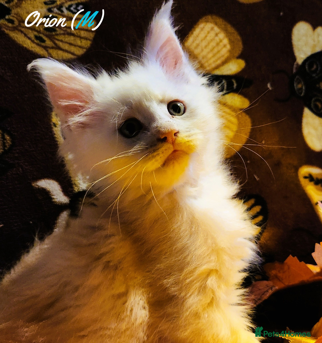 Maine Coon cats for sale: TICA Registered Kittens for Sale  - Image 9