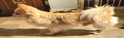 Chihuahua dogs for sale: Longhaired chihuahua puppies  in Falmouth - Advert 6