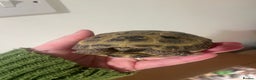 Tortoise reptiles for sale: Horsfield Tortoise - Advert 5