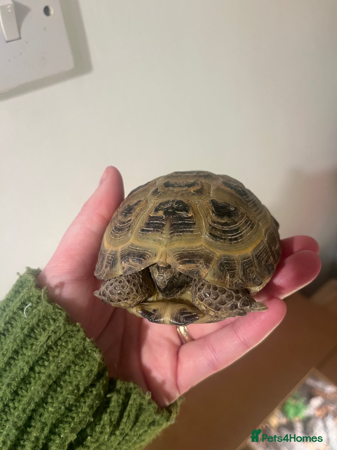 Tortoise reptiles for sale: Horsfield Tortoise - Advert 5