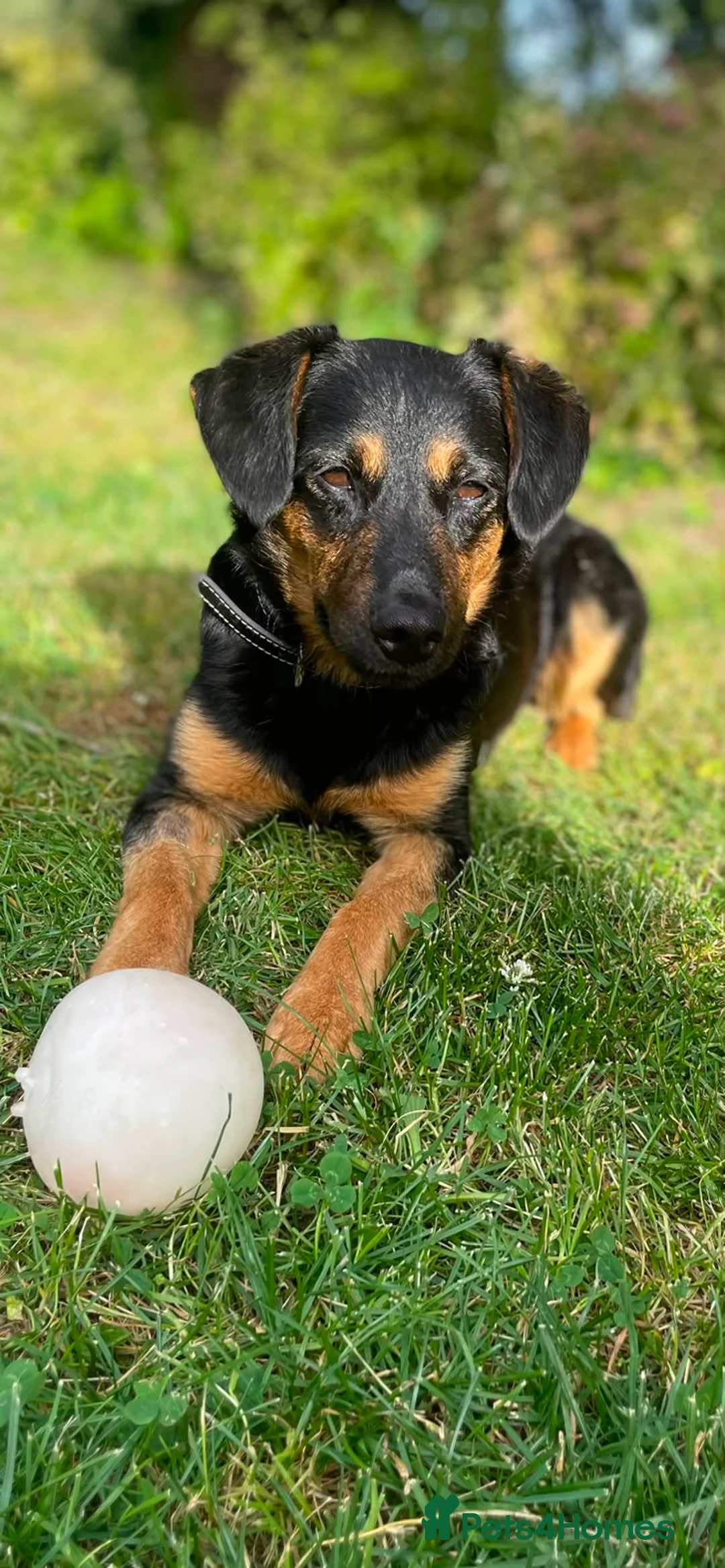 Mixed Breed dogs for adoption: CUTE DEZSO NEEDS LOVE - Advert 1