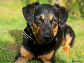 Mixed Breed dogs CUTE DEZSO NEEDS LOVE - Advert 2