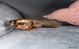 Miniature Dachshund dogs for sale: 5 gorgeous mini dachshund puppies - Image 18