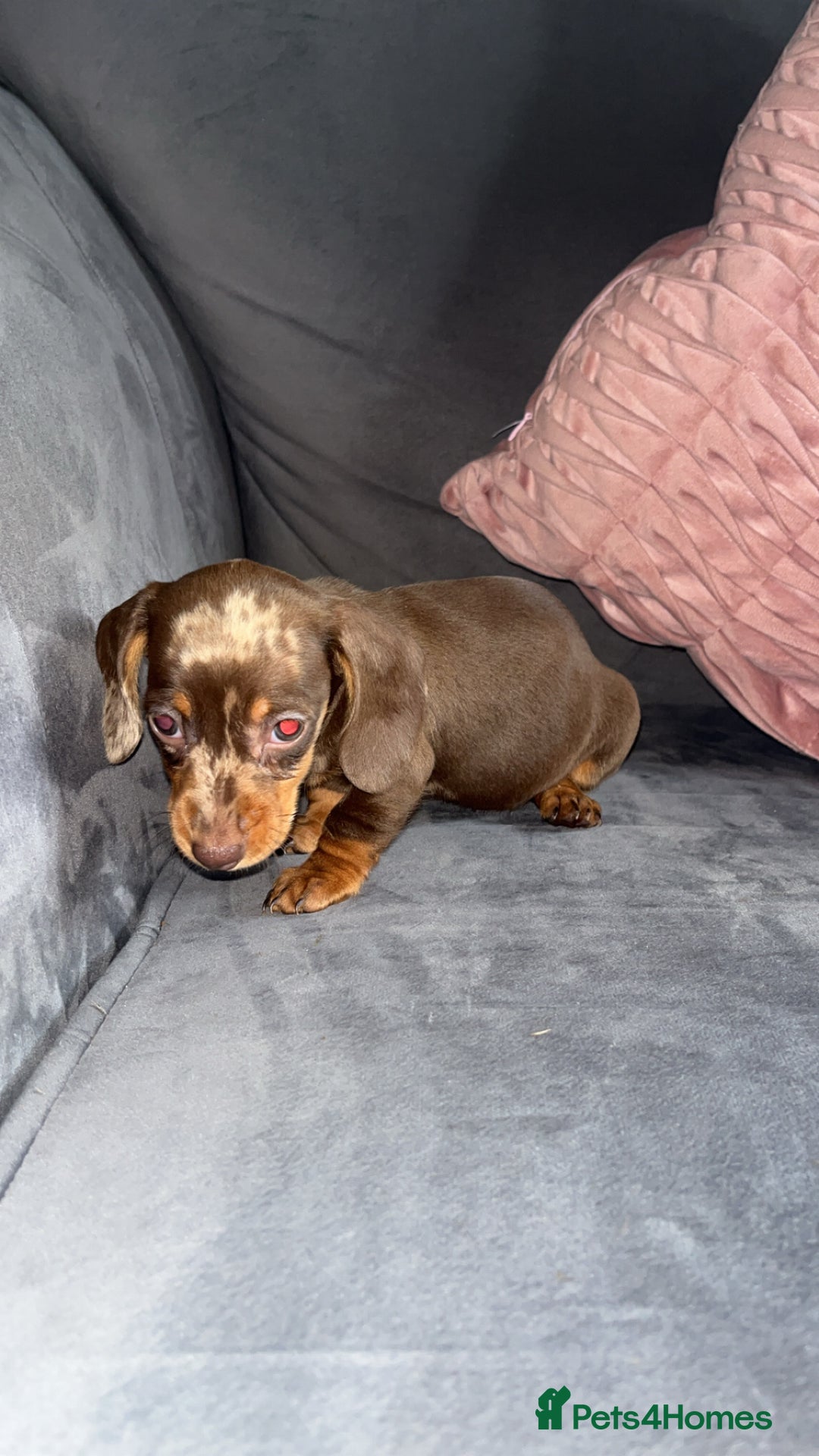 Miniature Dachshund dogs for sale: 5 gorgeous mini dachshund puppies - Image 18