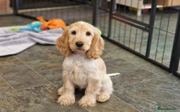 Cocker Spaniel dogs for sale: Pedigree SHOW Cocker Spaniel Puppies - Image 1