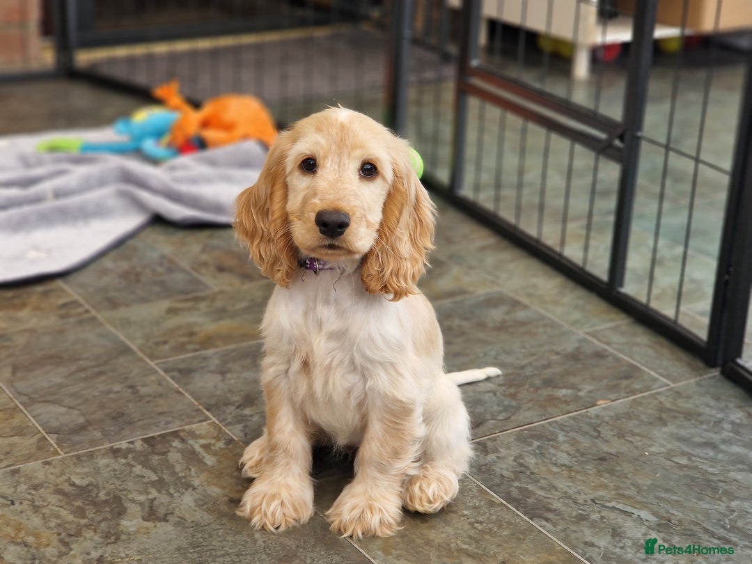Cocker Spaniel dogs for sale: Pedigree SHOW Cocker Spaniel Puppies - Image 1